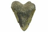 Serrated, Fossil Megalodon Tooth - North Carolina #275521-2